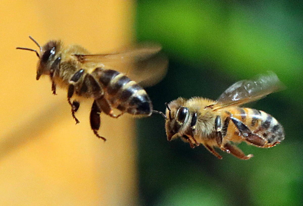 Środki ochrony roślin z grupy neonikotynoidów przyczyniają się do wymierania pszczół, bo... utrudniają owadom sen. Piszą o tym na łamach czasopisma "Scientific Reports" naukowcy z University of Bristol. Ich badania, prowadzone na pszczołach i muszkach owocowych pokazały, że pod wpływem nikotynoidów 24-godzinny zegar biologiczny owadów ulega poważnemu zaburzeniu. Tymczasem owady potrzebują odpowiedniej ilości snu - podobnie jak ludzie.