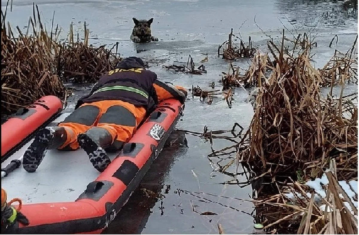 Strażacy-ochotnicy z Czaplinka ruszyli na ratunek owczarkowi niemieckiemu. Pod ciężarem psa załamał się lód. Zwierzę wpadło do jeziora w miejscowości Żerdno w zachodniopomorskiem. 