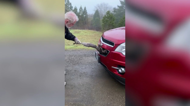 Przedziwną sytuację zarejestrowała pewna dziewczyna. Nagrała moment, w który jej ojciec wyciąga spod maski samochodu... indyka. Oglądajcie do końca