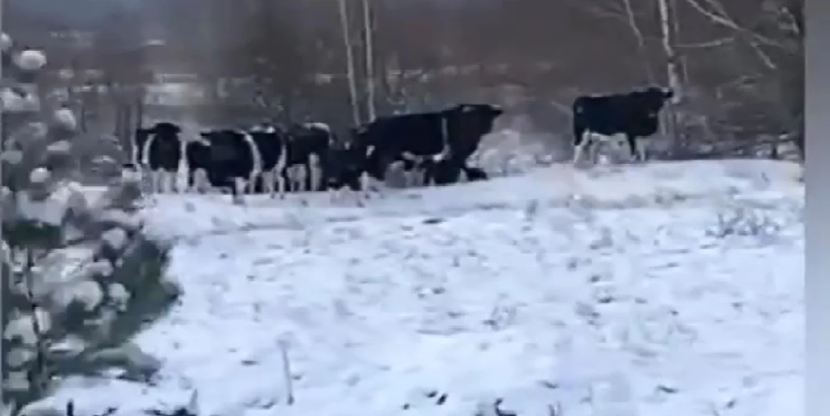 ​W strefie czarnobylskiej na północy Ukrainy żyje stado zdziczałych krów. Zwierzęta zostały bez opieki po śmierci ich gospodarzy. Mieszkali oni w objętym zakazem osiedlania się obszarze wokół elektrowni jądrowej.