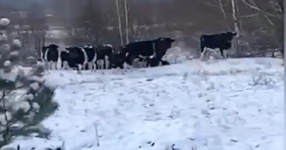 ​W strefie czarnobylskiej na północy Ukrainy żyje stado zdziczałych krów. Zwierzęta zostały bez opieki po śmierci ich gospodarzy. Mieszkali oni w objętym zakazem osiedlania się obszarze wokół elektrowni jądrowej.