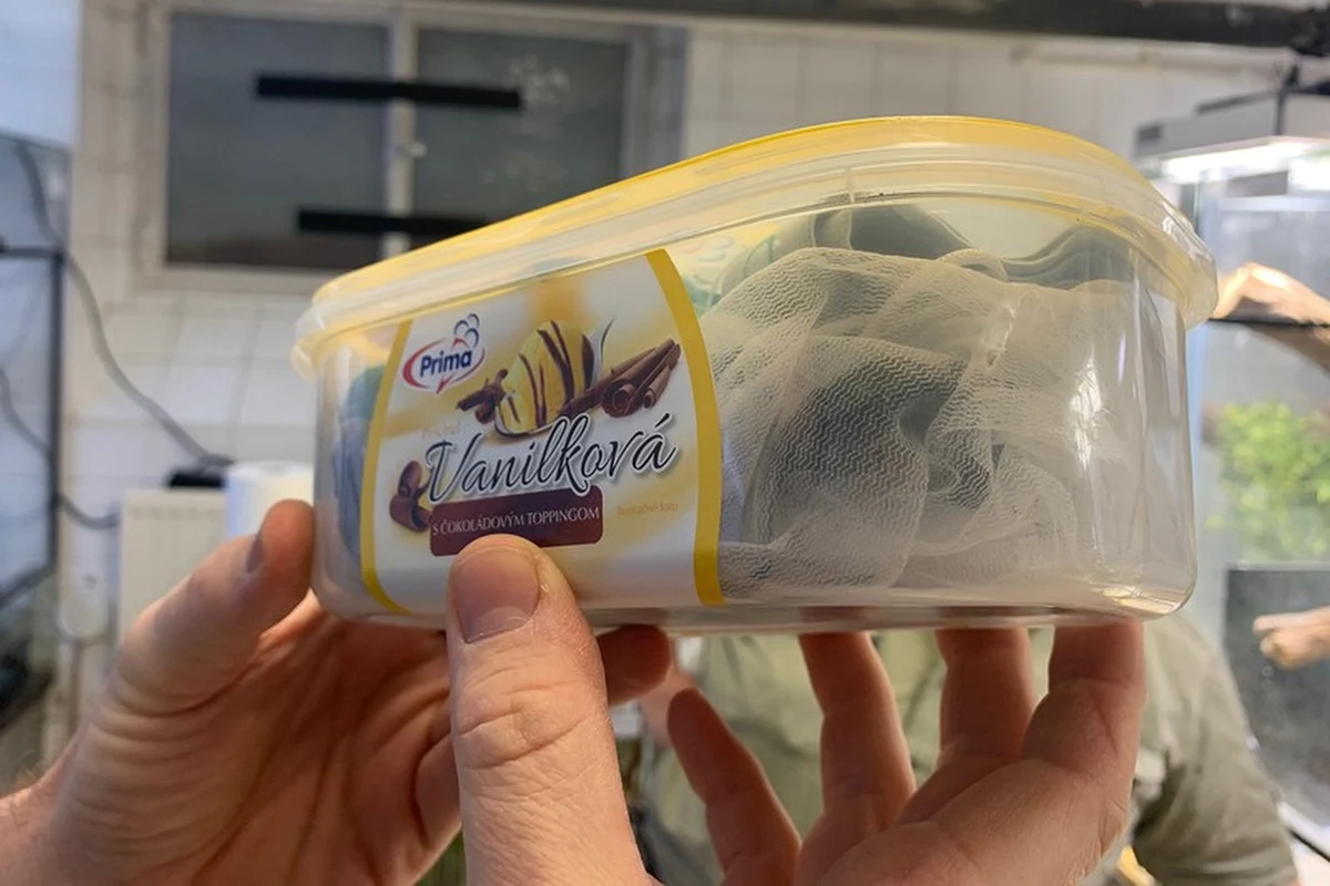 Na lotnisku w Wiedniu zatrzymano mężczyznę, który w skarpetkach i plastikowych pojemnikach próbował przemycić do Austrii 74 objęte ochroną kameleony z Tanzanii - podał we wtorek serwis internetowy BBC News.