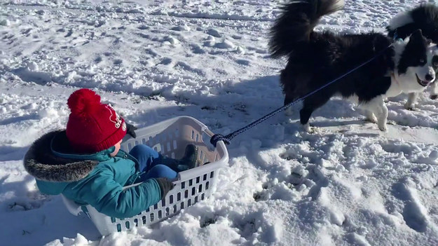 Para silnych, chętnych do zabawy psów i jeździec o odpowiednich gabarytach. To wystarczy, żeby umilić sobie śnieżny dzień. Zobaczcie, jak pewien trzyletni dżentelmen o imieniu Jenson szusuje po trawniku. Mama zorganizowała mu "sanie" z kosza na bieliznę i dwa wierne wierzchowce, czyli dwa psy rasy border collie. Urocze