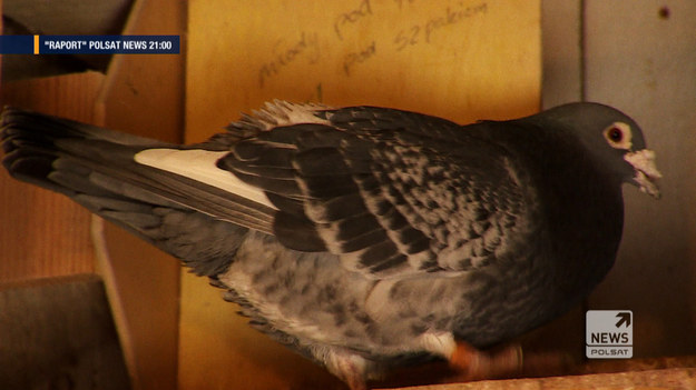"To są mądre zwierzęta" - mówi opiekun gołębi, Sławomir Pająk, i dodaje z przekonaniem, że każdego gołębia rozpoznaje po locie. Swoją historię opowiedział w programie "Raport". 

Program "Raport" w Polsat News codziennie, od poniedziałku do piątku o 21:00.