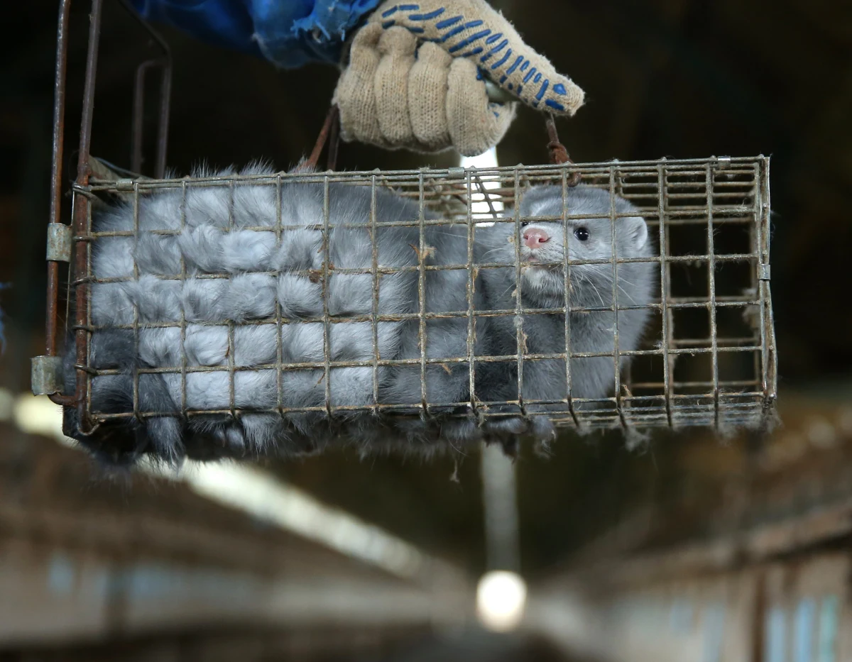 "Zarejestrowano pierwszy w Polsce przypadek zakażenia SARS-CoV-2 u norek" - poinformowało w niedzielę Ministerstwo Rolnictwa i Rozwoju Wsi. Wirus został zdiagnozowany na fermie w woj. pomorskim na terenie powiatu kartuskiego.