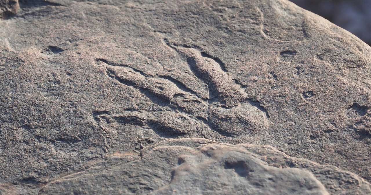 AI rozpoznaje ślady dinozaurów. Nowe podejście do prehistorycznych tropów