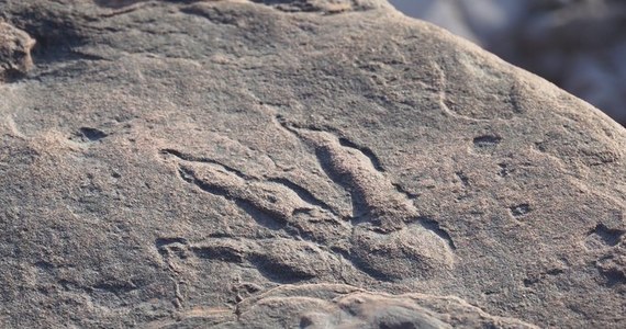 Odcisk stopy dinozaura na plaży w Walii. Dostrzegła go 4-letnia dziewczynka podczas spaceru z ojcem.