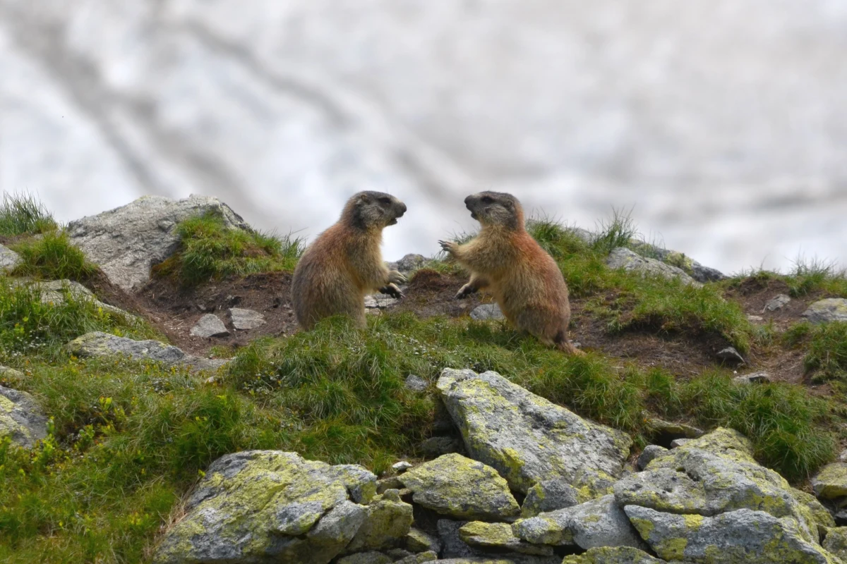 Słynny świstak Phil z Punxsutawney w Pensylwanii, zgodnie z wieloletnią tradycją, ma dziś przewidzieć koniec zimy lub jeszcze 6 zimowych tygodni. Niestety nasze tatrzańskie świstaki nie nadają się do przepowiadania wiosny, bo one jeszcze smacznie śpią - mówi Jan Krzeptowski Sabała z Tatrzańskiego Parku Narodowego.