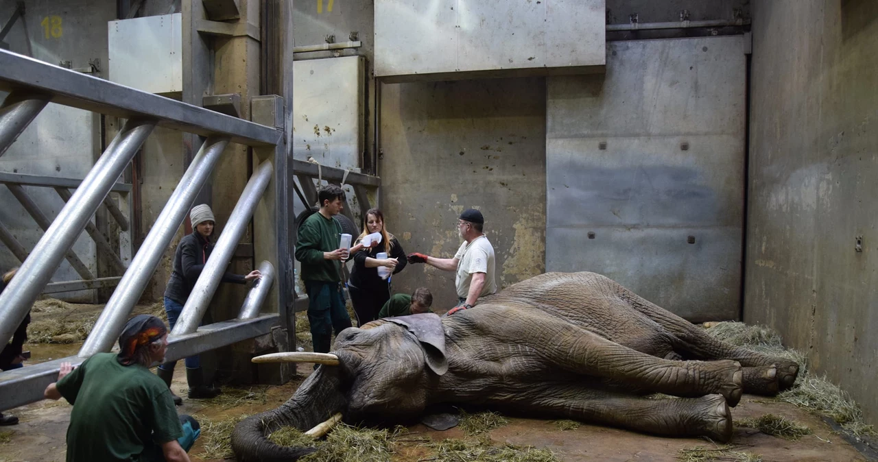 Akcja ratunkowa w zoo w Poznaniu. Słonica Linda walczy o życie - Wydarzenia  w INTERIA.PL