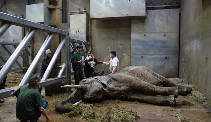 Akcja ratunkowa w zoo w Poznaniu. Słonica Linda walczy o życie