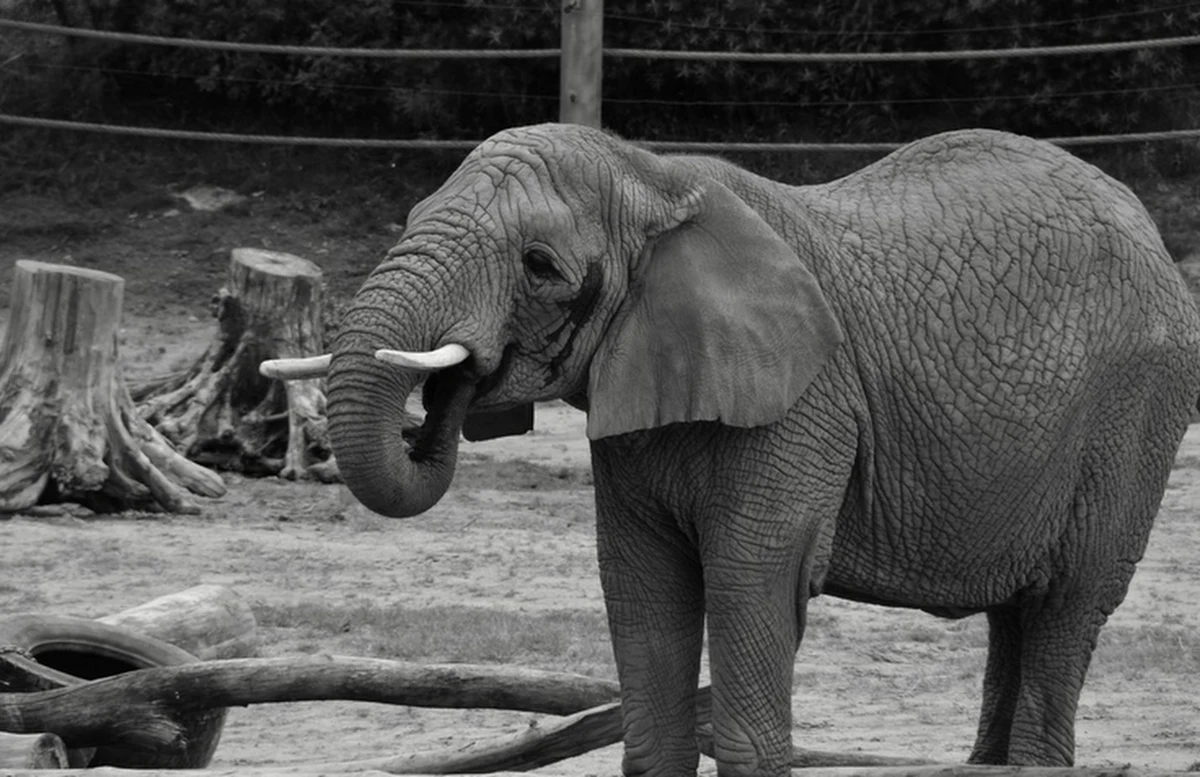 Nie udało się uratować życia słonicy Lindy w zoo w Poznaniu - poinformowali na Facebooku pracownicy ogrodu. Wczoraj zwierzę niespodziewanie przewróciło się. "Gdy słoń leży, wszystkie organy wewnętrzne gorzej pracują, jest gorsze krążenie krwi" - mówi rzecznik poznańskiej placówki Małgorzata Chodyła. 