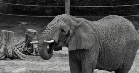 Nie udało się uratować życia słonicy Lindy w zoo w Poznaniu - poinformowali na Facebooku pracownicy ogrodu. Wczoraj zwierzę niespodziewanie przewróciło się. "Gdy słoń leży, wszystkie organy wewnętrzne gorzej pracują, jest gorsze krążenie krwi" - mówi rzecznik poznańskiej placówki Małgorzata Chodyła. 