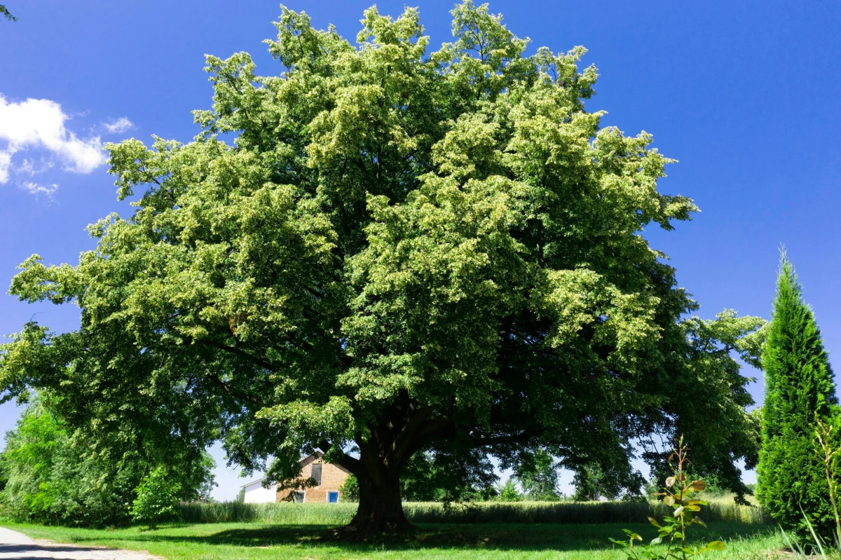Ruszył konkurs "Europejskie Drzewo Roku 2021". W tym roku Polskę reprezentuje Lipa św. Jana Nepomucena znajdująca się w województwie podkarpackim. Głosy można oddawać do końca lutego. 