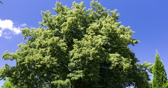 Ruszył konkurs "Europejskie Drzewo Roku 2021". W tym roku Polskę reprezentuje Lipa św. Jana Nepomucena znajdująca się w województwie podkarpackim. Głosy można oddawać do końca lutego. 