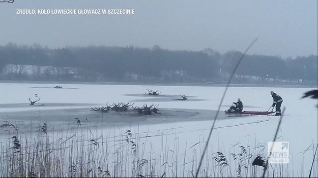Strażacy zakończyli wydobycie kilkunastu martwych jeleni z jeziora we wsi Ścienne w województwie zachodniopomorskim. W środę po południu pod stadem załamał się lód. Strażakom udało się uratować 15 zwierząt.