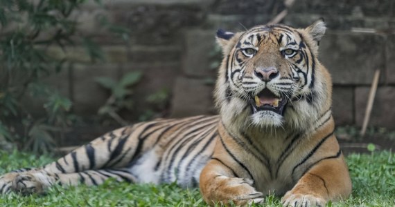 Podczas ucieczki dwóch młodych tygrysów sumatrzańskich z ogrodu zoologicznego w mieście Singkawang na wyspie Borneo zginął pracownik zoo - podały miejscowe media. Akcja poszukiwawcza trwała do późnego popołudnia w sobotę. Jedno ze zwierząt zostało zabite.