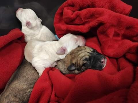 /foto. KPP w Zgierzu /