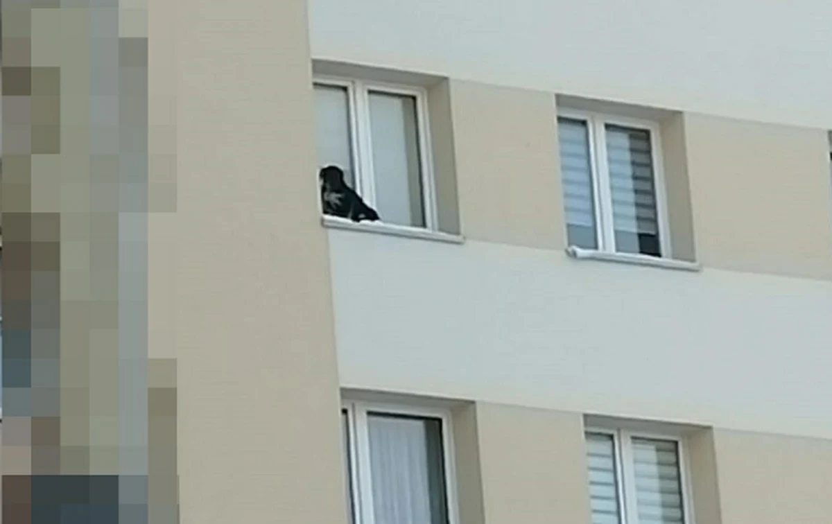 Mieszkaniec jednego z osiedli w Lubinie w woj. dolnośląskim wystawił psa na parapet na 9. piętrze i zamknął okno. Na szczęście zauważyła to przechodząca kobieta i zadzwoniła na policję.