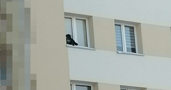 Mieszkaniec jednego z osiedli w Lubinie w woj. dolnośląskim wystawił psa na parapet na 9. piętrze i zamknął okno. Na szczęście zauważyła to przechodząca kobieta i zadzwoniła na policję.