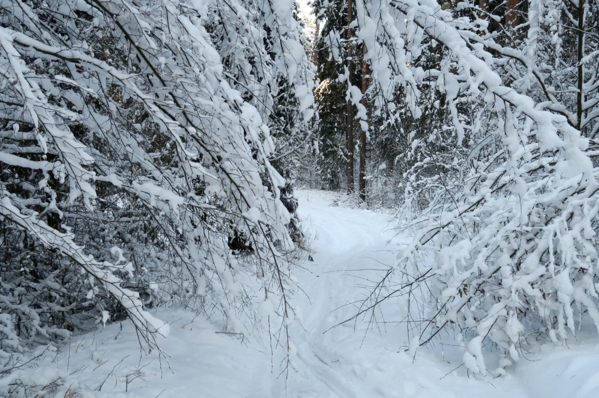 Noc na Podlasiu może być bardzo mroźna. Lokalnie temperatura może spaść do -20 st. C, podobnie jak w rejonach podgórskich Karpat. Będzie też intensywnie padać śnieg. Ostrzeżenia dotyczą oprócz Podkarpacia również Pomorza. 