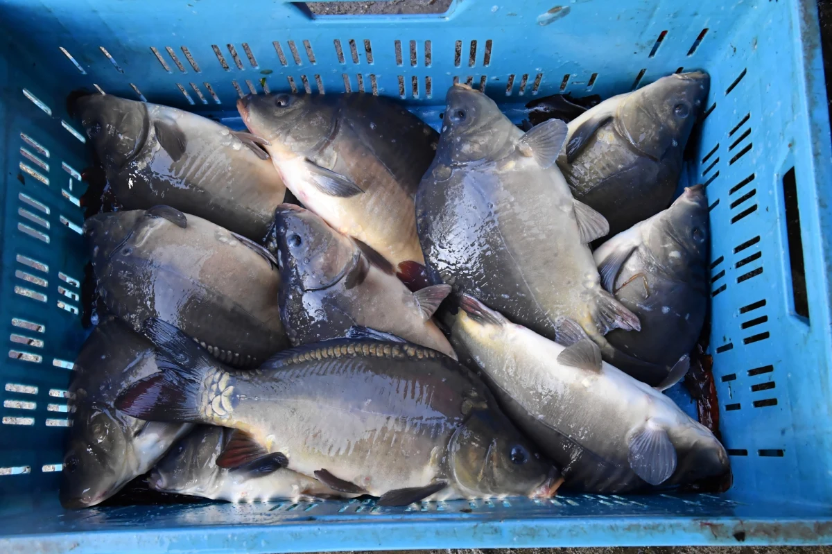 Na kary: roku oraz roku i 10 miesięcy ograniczenia wolności w postaci prac społecznych skazał łódzki sąd dwóch mężczyzn, uznając ich winnych znęcania się nad karpiami. Ryby były utrzymywane w brudnej, zakrwawionej wodzie, rzucane oraz zabijane i patroszone bez ogłuszania.