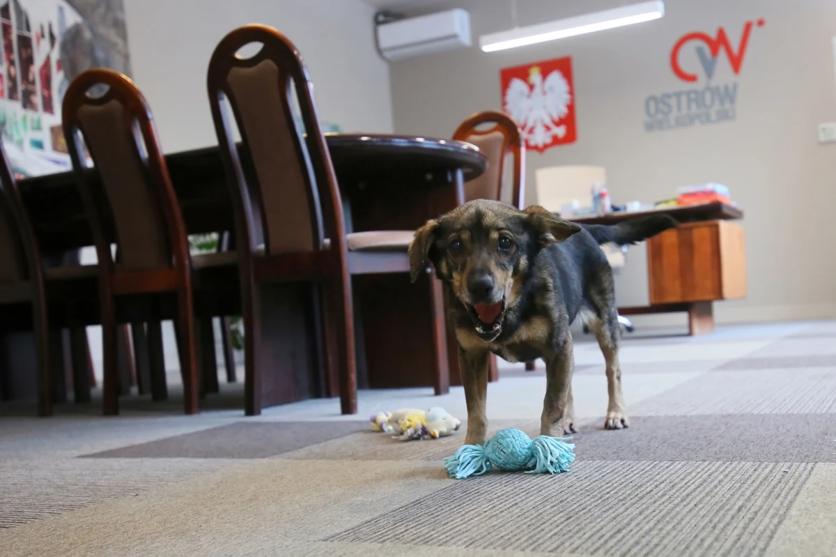 W gabinecie prezydent Ostrowa Wielkopolskiego zamieszkał Reksio - pies ze schroniska. Jak powiedziała Beata Klimek, trzeba w tym trudnym zimowym czasie zaopiekować się bezdomnymi zwierzętami.
