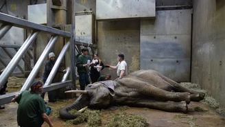 Poznań: Zoo spali ciosy słonicy Lindy. W proteście przeciwko kłusownictwu