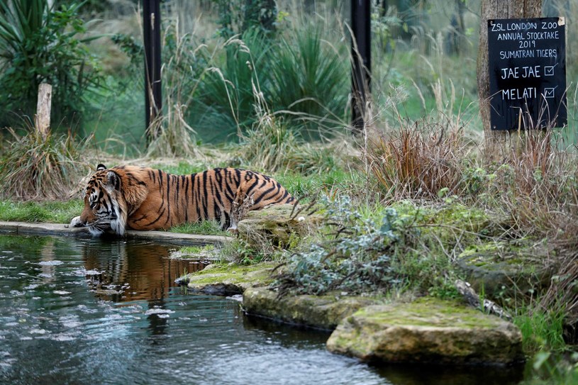 /ADRIAN DENNIS /AFP