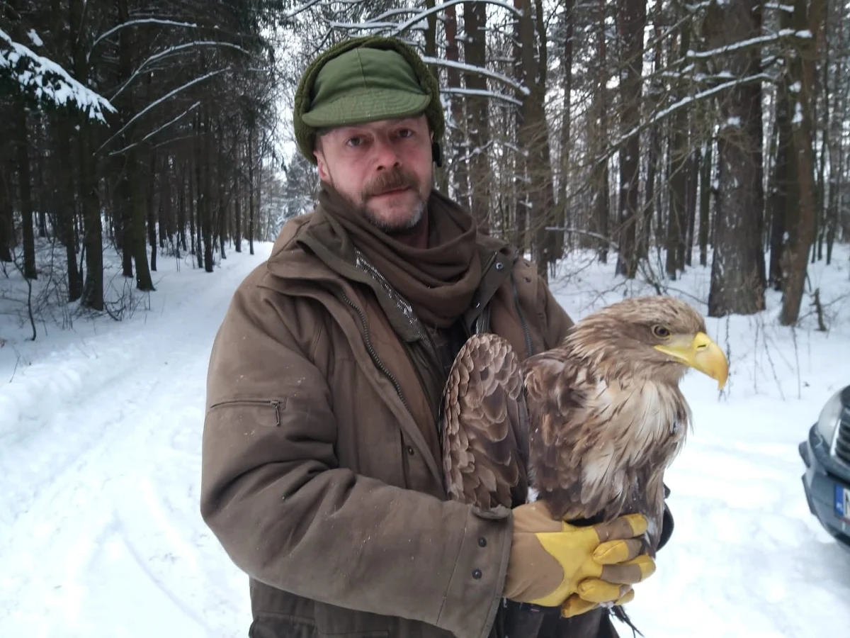 Dzięki informacji mieszkańców Spręcowa koło Olsztyna w województwie warmińsko-mazurskiem leśnikom udało się uratować bielika, który był mocno poobijany. Zwierzę było dodatkowo bardzo osłabione przez duży mróz.