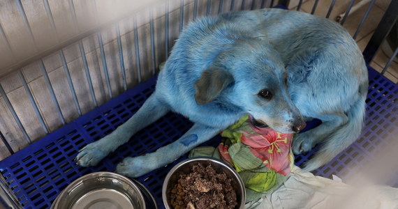 russian blue dog ile ilgili görsel sonucu