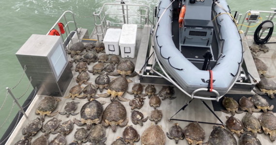 Mieszkańcy południowego Teksasu zabrali już tysiące żółwi morskich do centrum konferencyjnego, ratując je przed chłodem. Zwierzęta były oszołomione niespotykaną w tym stanie zimną pogodą - informuje w czwartek portal telewizji ABC.