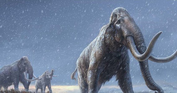 Liczące ponad 1,2 milion lat DNA znaleźli naukowcy w zębie trzonowym mamuta. Jego szczątki spoczywały w zmarzlinie na Syberii. 