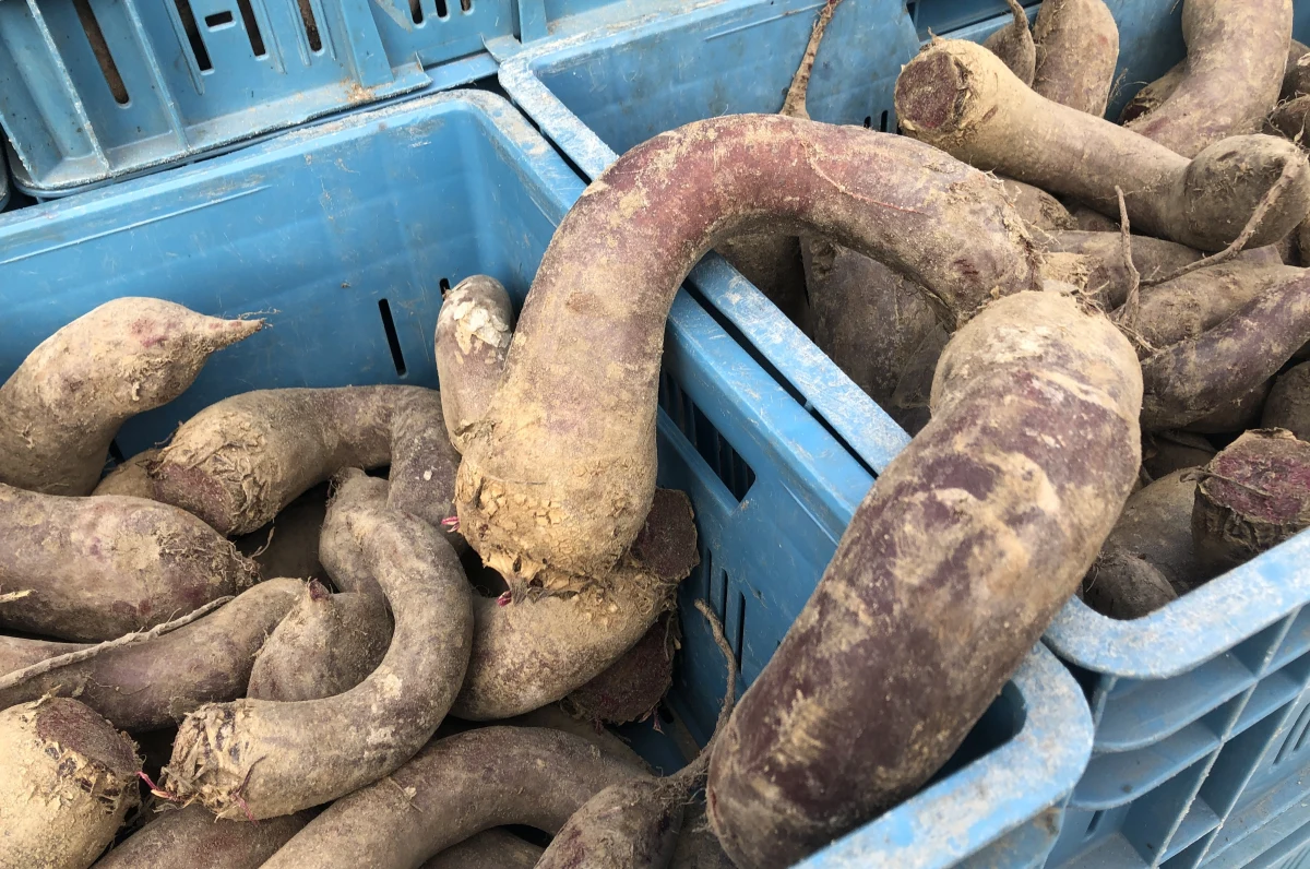 Ponad tonę krzywych buraków przywieźli do Warszawy rolnicy z miejscowości Węglewice-Kolonia w województwie łódzkim. Przy Forcie Sokolnickiego na stołecznym Żoliborzu zorganizowali akcję sprzedaży tych warzyw. Przez nietypowy kształt, buraków nie chciały przyjąć sklepy. Rolnicy chcą zrobić wszystko, aby warzyw nie trzeba było wyrzucać.