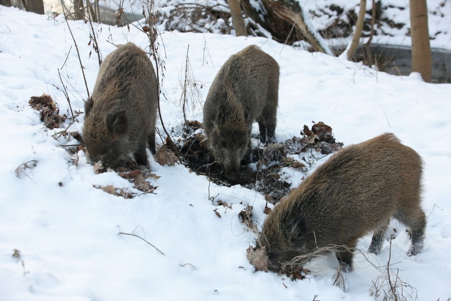 / 	Lech Muszyński    /PAP
