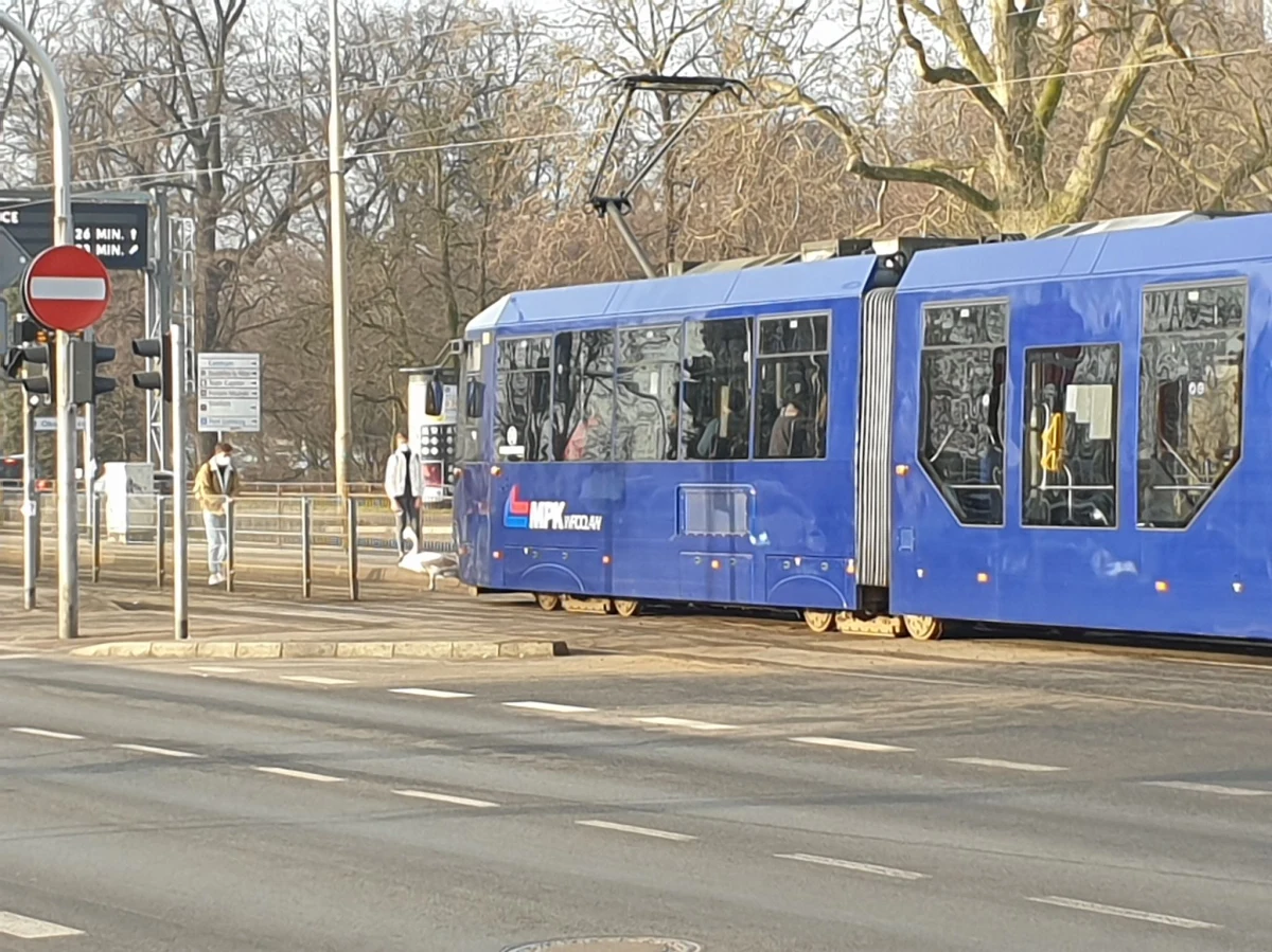 Ranny łabędź siedział o poranku na torach tramwajowych we Wrocławiu. Motorniczy, który go zauważył, musiał zatrzymać skład. 