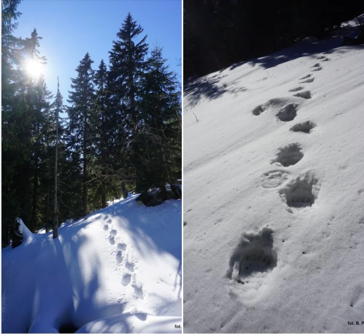 Z zimowego snu budzą się niedźwiedzie. Ich tropy widziano pod Babią Górą i w Bieszczadach. W Tatrach jeszcze nie, ale może to nastąpić lada dzień. Wszystko dlatego, bo wysoko w górach notowana jest rekordowo wysoka, jak na tę porę roku, temperatura.