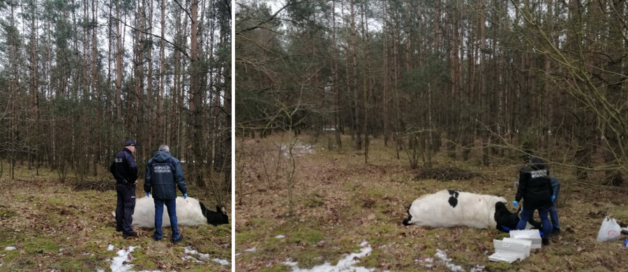 Tragedia w gminie Strzegowo (woj. mazowieckie). Agresywny byk prawdopodobnie zabił tam właściciela. 

