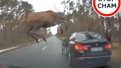 Stado jeleni na drodze. Jeden nie zdążył przeskoczyć nad bmw [NAGRANIE]