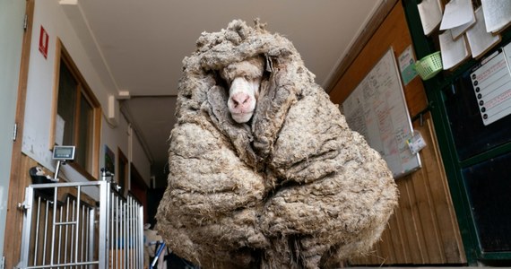 Owca, która żyła na wolności prawdopodobnie od kilku lat, została znaleziona ok. 60 km od Melbourne w Australii. Przez swoich wybawicieli została nazwana Baarack. Wzbudziła sensację mediów swoim wyglądem. Owca obrosła bowiem 35 kg wełny.