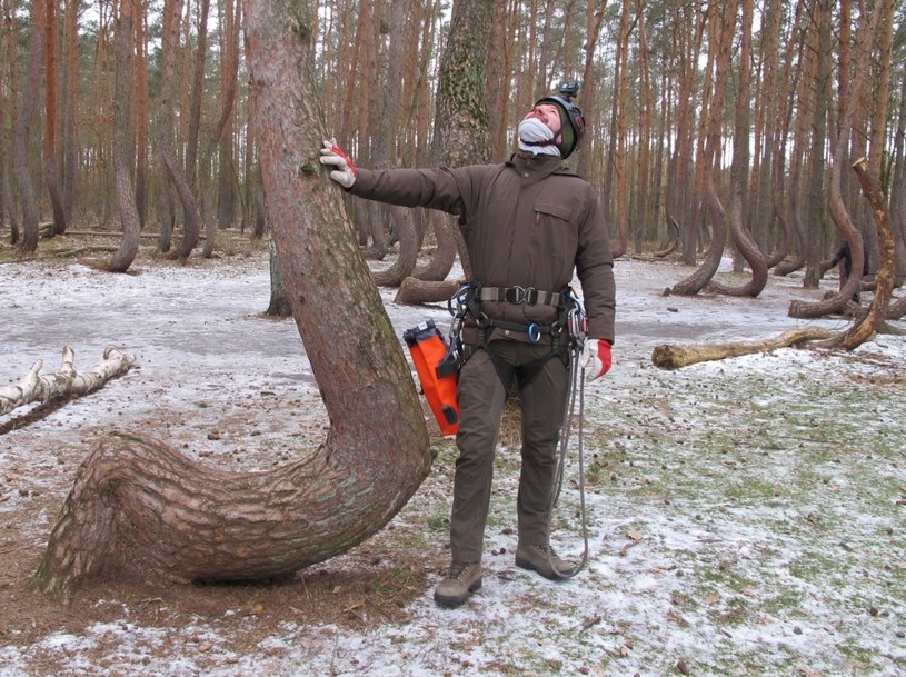 /Nadleśnictwo Gryfino /Lasy Państwowe