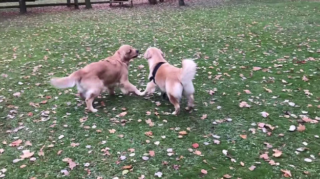 Hodowla psów, gdzieś w kanadyjskim Ontario. W miocie psów urodzonych przez suczkę golden retrievera jest maluch, który różni się od reszty rodzeństwa. Hodowcy oceniają go jako najsłabszego i nie dają mu dużych szans na przeżycie. Podczas porodu okazało się, że pępowina owinęła mu się wokół przedniej łapy, powodując utratę krążenia. Kończyny nie udało się uratować. Tak było wtedy. A jak jest dziś? Dziś, dwuletni już pies o imieniu Frankie ma swój dom i dobrą opiekę. Ponadto, wyposażony w bioniczną łapę jest w stanie hasać i dokazywać nie gorzej, niż niejeden zdrowy pies.