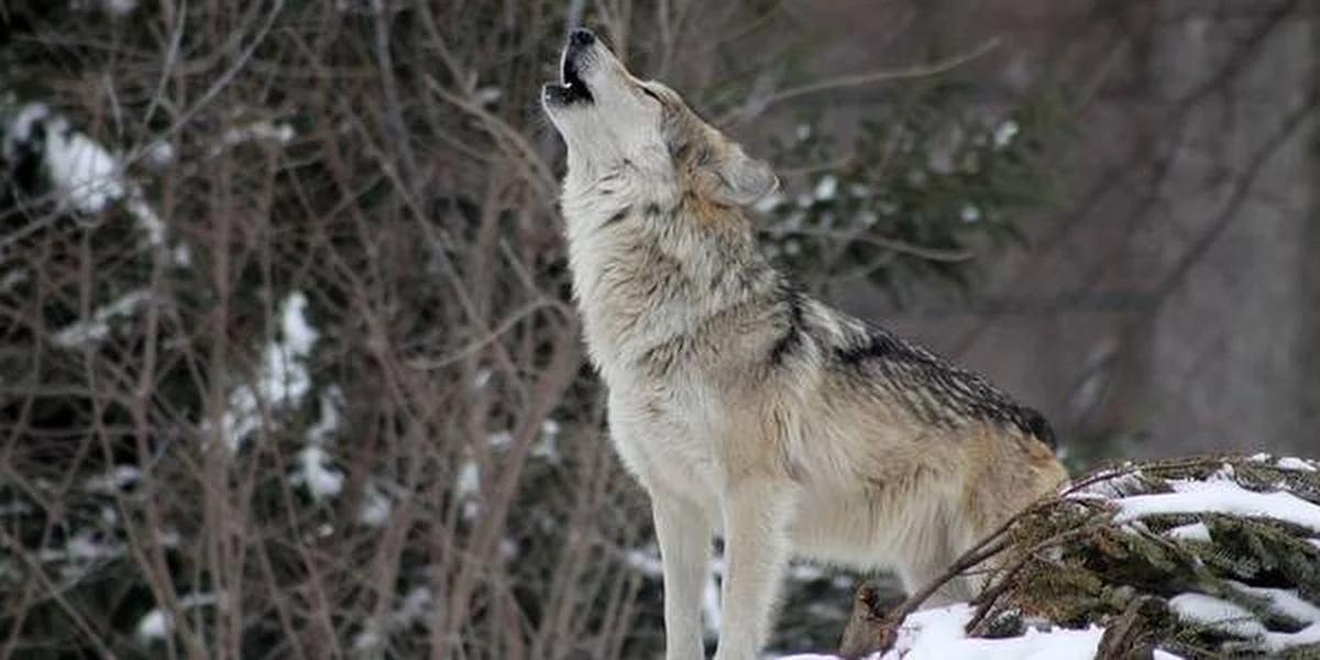 Dwóch pilarzy, którzy pracowali w lesie niedaleko Brzozowa (Podkarpackie) zostało zaatakowanych przez wilki. Mężczyźni mieli przez kilkanaście minut bronić się piłami spalinowymi. Nic na szczęście im się nie stało. Prokuratura potwierdza, że otrzymała wiele sygnałów świadczących o tym, że w okolicach Brzozowa grasuje wataha wilków, która nie boi się ludzi.