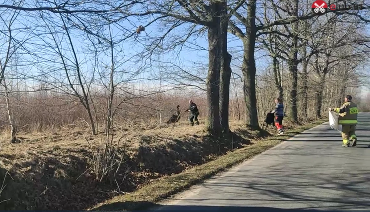 Niecodzienna obława na Dolnym Śląsku. W Karłowicach koło Lubania z jednego z gospodarstw uciekł... struś. 