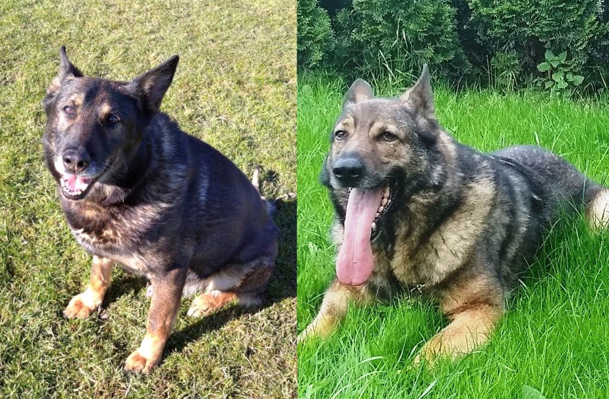 Po ośmiu latach służby w sądeckiej policji owczarki niemieckie, Halny i Gabono, przeszły na emeryturę. Dzięki swojemu niezwykłemu węchowi pomagały funkcjonariuszom w codziennej służbie - tropiąc przestępców i szukając osób zaginionych.