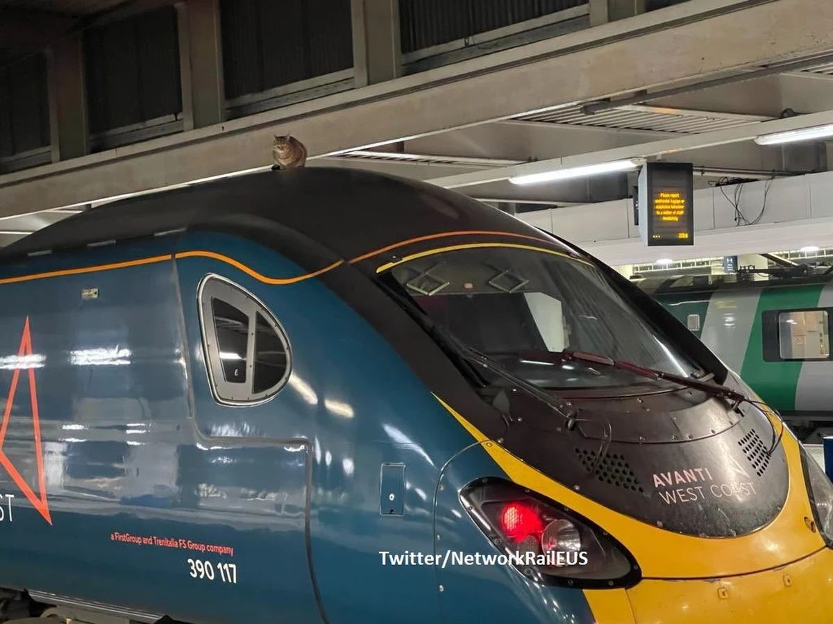 Niewiele brakowało, a kot wyruszyłby w podróż z Londynu do Manchesteru na dachu pociągu jadącego z prędkością 200 kilometrów na godzinę. Zwierzę pozostawało na dachu przez dwie i pół godziny, a pasażerów trzeba było przenieść do innego składu - poinformował w czwartek "The Guardian".