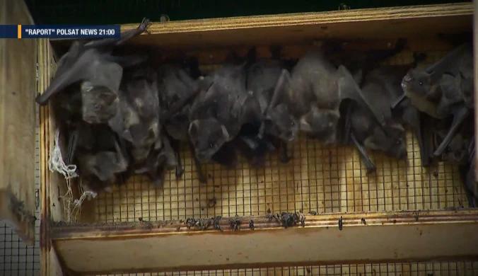 Rozprzestrzenianie się koronawirusa. "Raport" o początkach pandemii