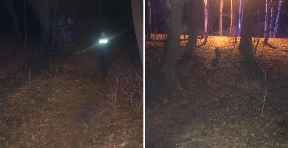 Dwie młode kobiety z Poznania twierdzą, że zostały zaatakowane przez dzika w Lesie Dębińskim. Wezwały nawet na pomoc strażników miejskich. Okazało się – jak relacjonowali funkcjonariusze - że zwierzę nie chciało im zrobić krzywdy. Skusił je... popcorn. 