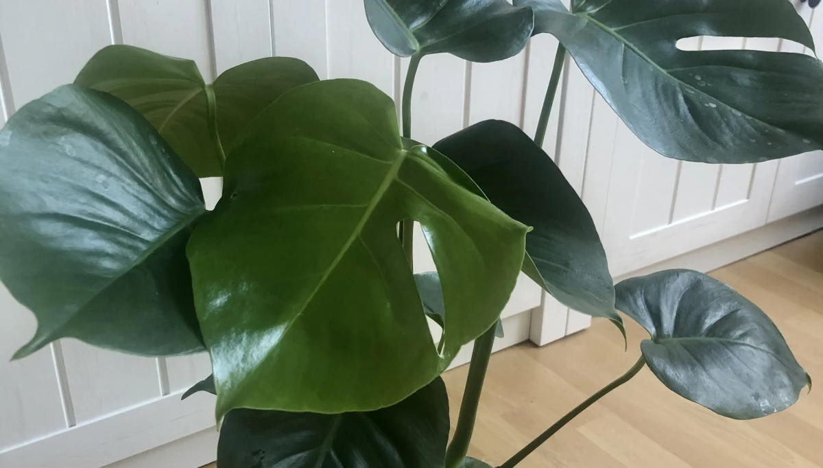 Z powodu pandemii zdecydowanie więcej czasu spędzamy we własnych domach. I coraz większą uwagę przywiązujemy do wnętrz, w których mieszkamy. Dlatego wymieniamy meble, kupujemy artykuły dekoracyjne i... coraz chętniej zapraszamy do naszych mieszkań kwiaty.