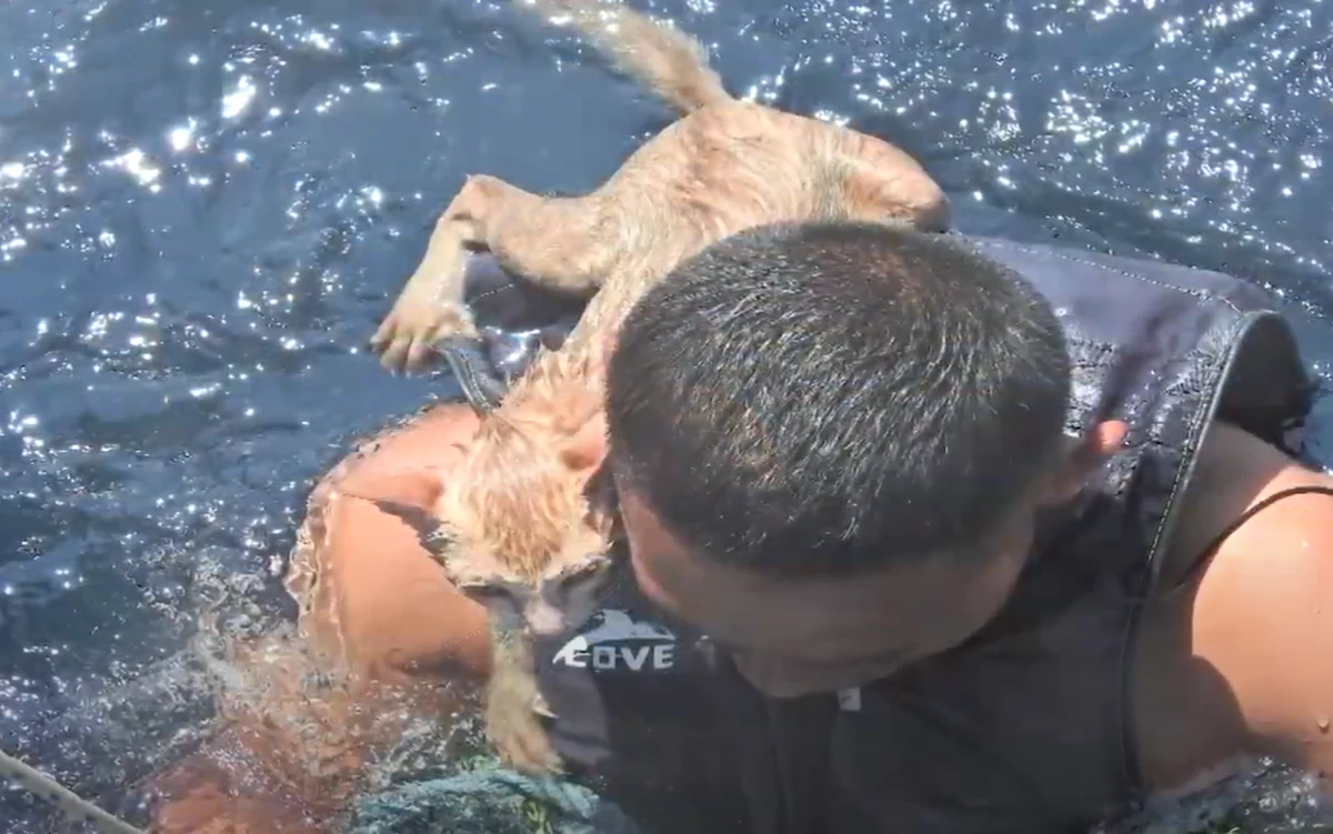 Tajscy nurkowie marynarki wojennej zostali okrzyknięci bohaterami po brawurowej akcji ratowniczej. Z tonącego kutra rybackiego uratowali… cztery porzucone koty. 