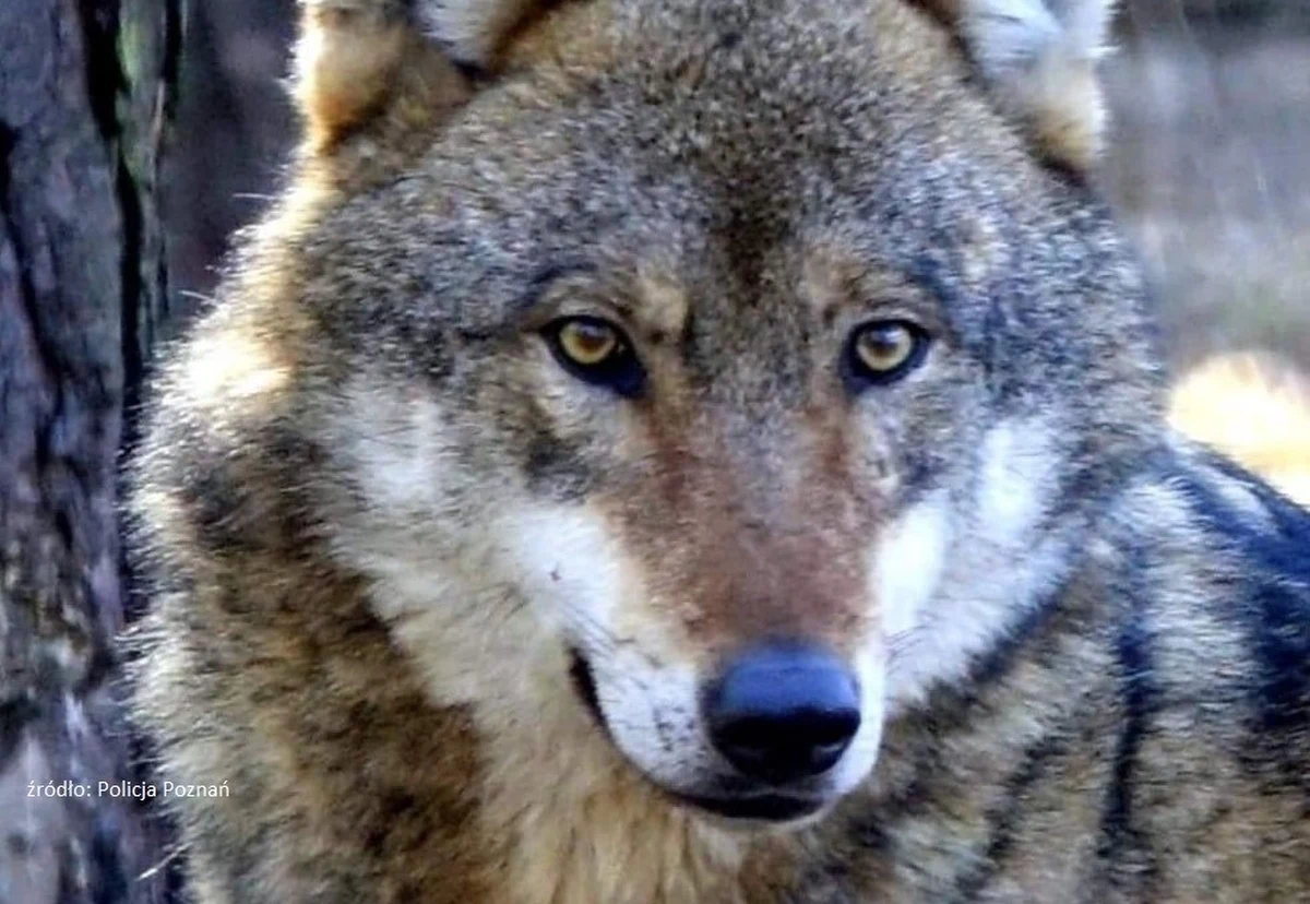 Do poznańskiego zoo trafił wilk, który w poniedziałek został schwytany w okolicach podpoznańskich Komornik i autostrady A2. Próby jego odłowienia trwały od wielu dni. Zwierzę było widywane w Poznaniu i w okolicach miasta. 